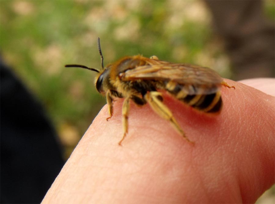 Apoideo scavatore: Femmina di Halictus sp.